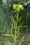Euphorbia virgata. Верхушка плодоносящего растения. Челябинская обл., окр. г. Челябинск, Золотая горка, берёзовый лес. 30.06.2014.