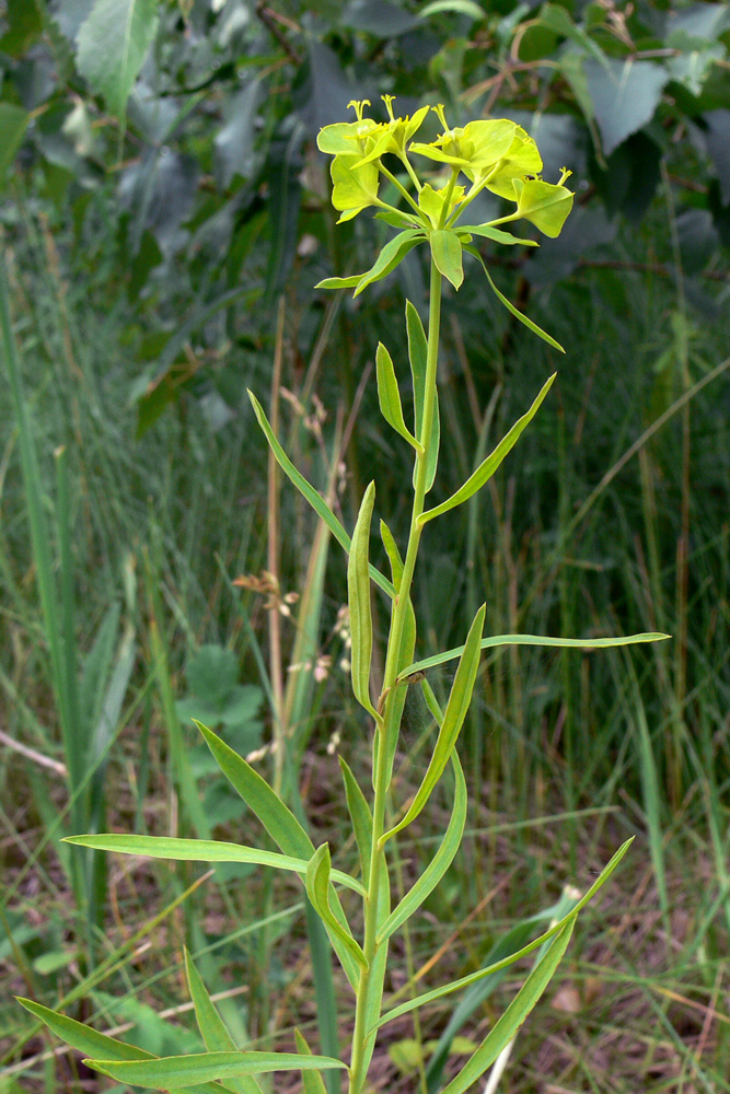 Изображение особи Euphorbia virgata.