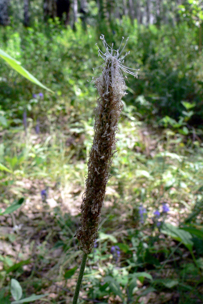 Изображение особи Plantago urvillei.