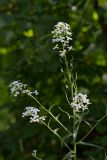 Hesperis sibirica ssp. pseudonivea