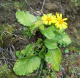 genus Tephroseris