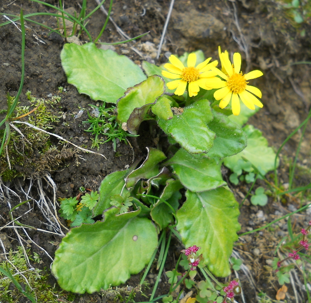 Image of genus Tephroseris specimen.