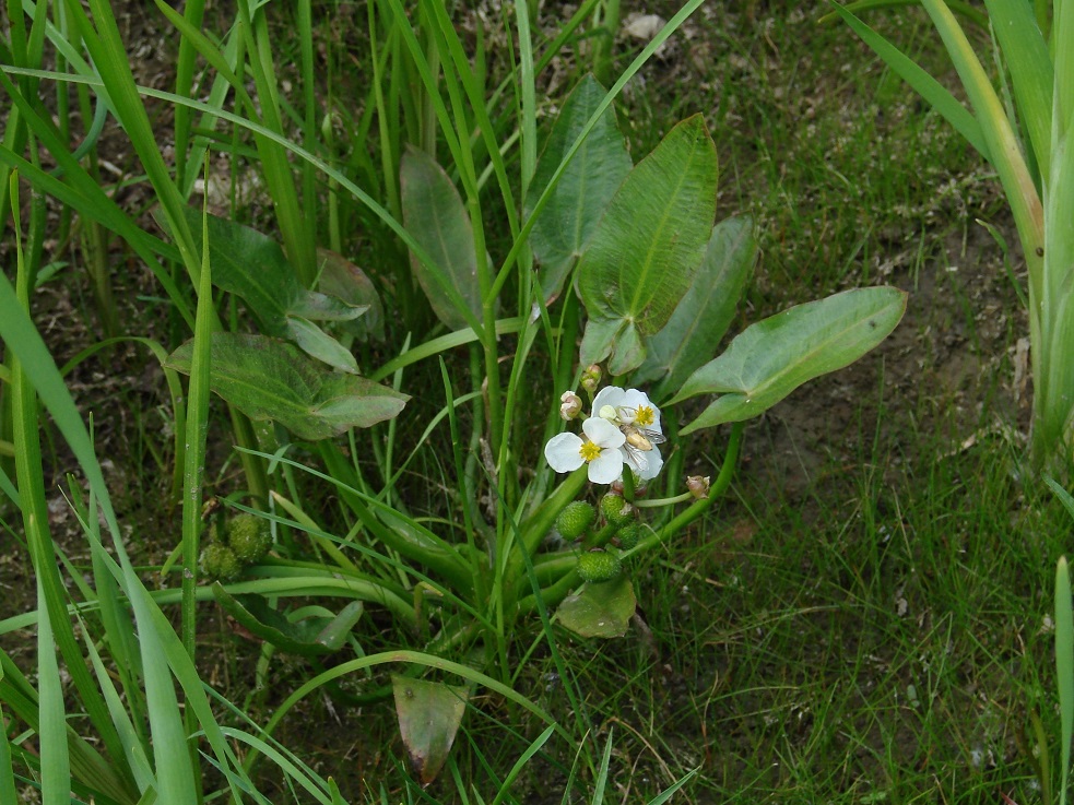 Image of Sagittaria natans specimen.