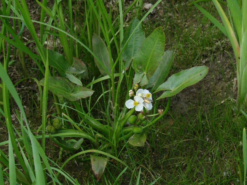 Изображение особи Sagittaria natans.