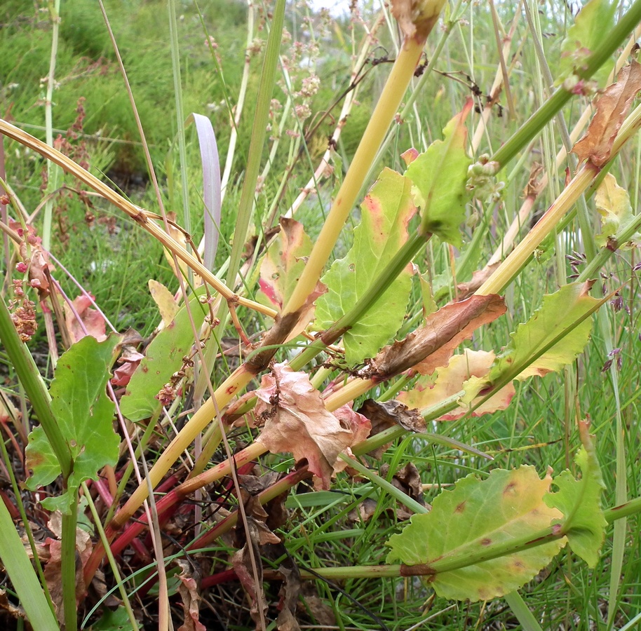 Изображение особи Rumex lapponicus.