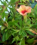 Petunia × atkinsiana. Верхушка цветущего растения. Владимирская обл., г. Владимир, парк \"Патриаршие сады\", клумба. Август 2015 г.