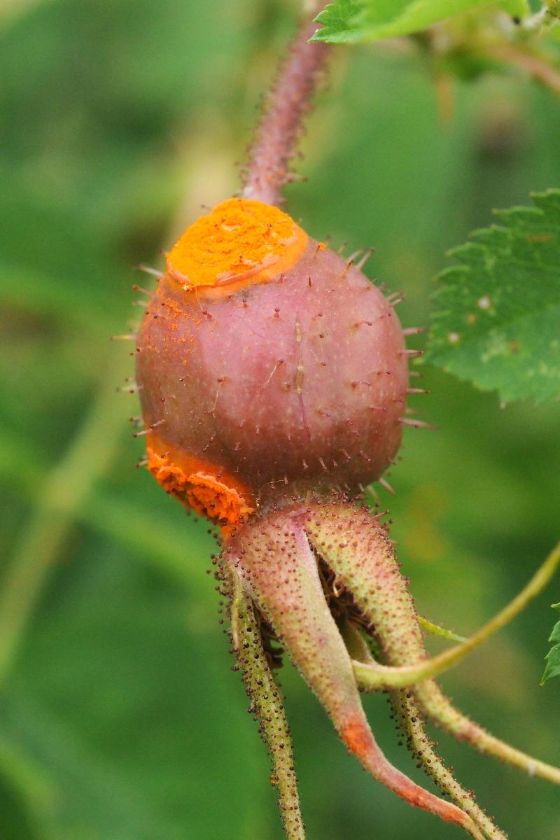 Image of Rosa fedtschenkoana specimen.