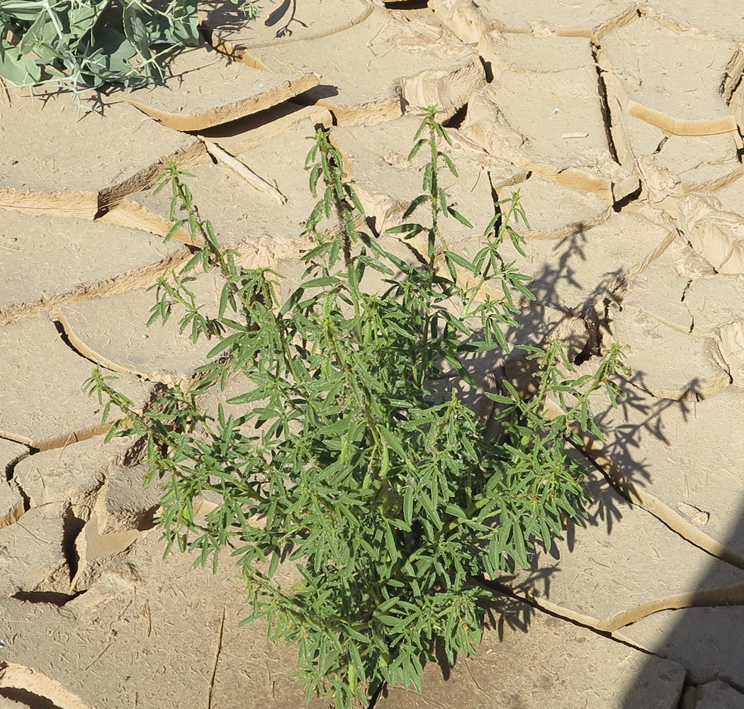 Изображение особи Cleome amblyocarpa.