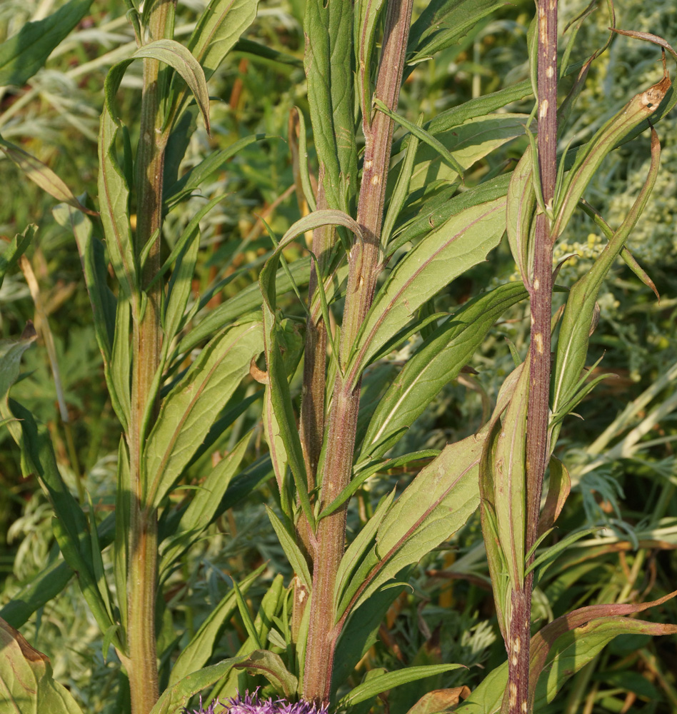 Image of Saussurea elata specimen.