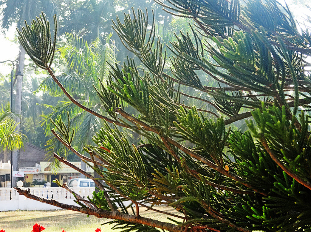 Изображение особи Araucaria heterophylla.