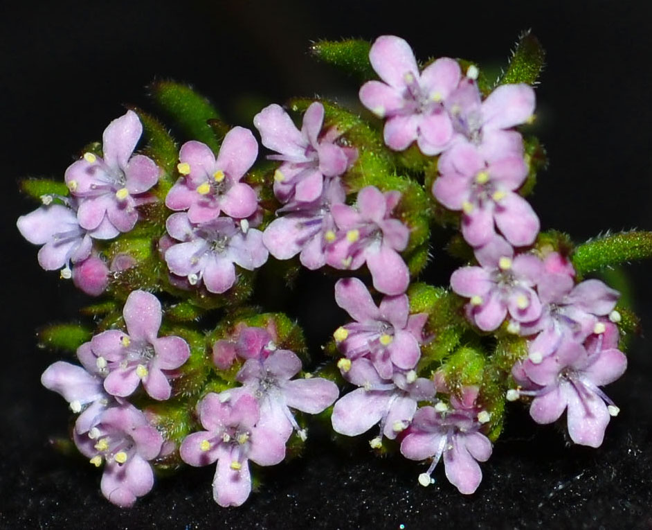 Изображение особи семейство Valerianaceae.