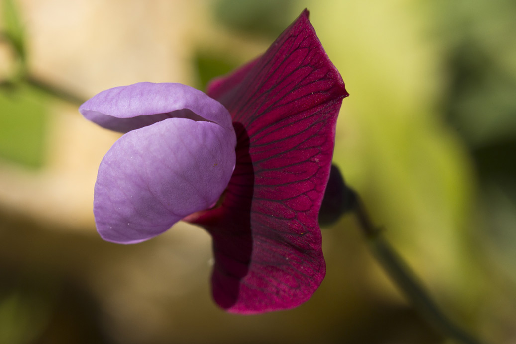 Image of Lathyrus clymenum specimen.