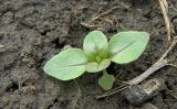 Epilobium tetragonum. Ювенильное растение. Краснодарский край, Кущёвский р-н, станица Шкуринская, сырой кювет автодороги, у полупостоянной лужи. 16.04.2016.