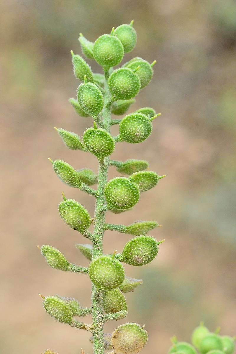 Image of Alyssum simplex specimen.