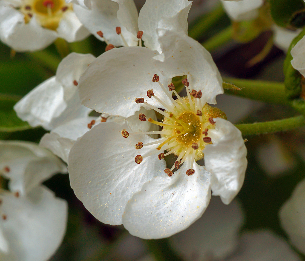 Изображение особи Pyrus communis.