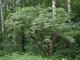 Sambucus racemosa