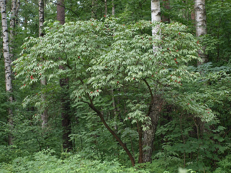 Image of Sambucus racemosa specimen.