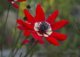 Anemone pavonina