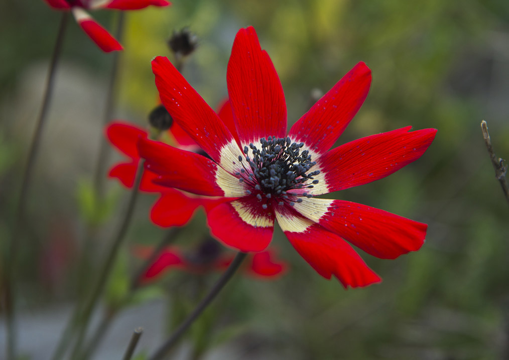 Изображение особи Anemone pavonina.