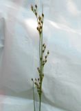 Juncus compressus