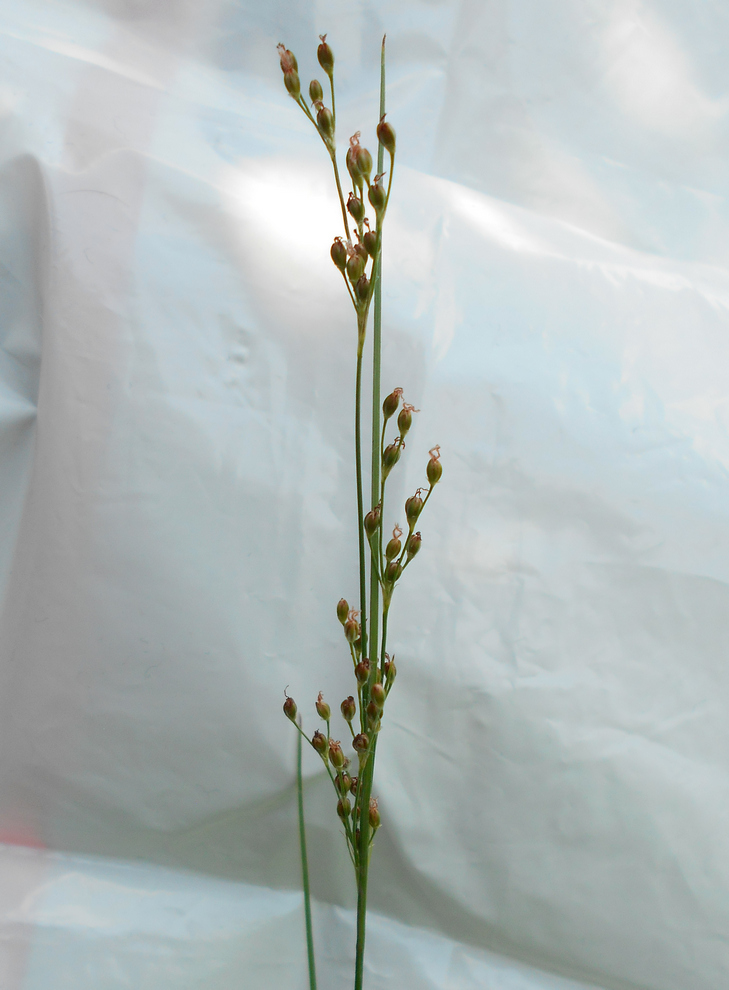 Изображение особи Juncus compressus.