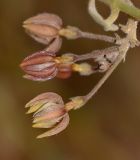 Pergularia tomentosa