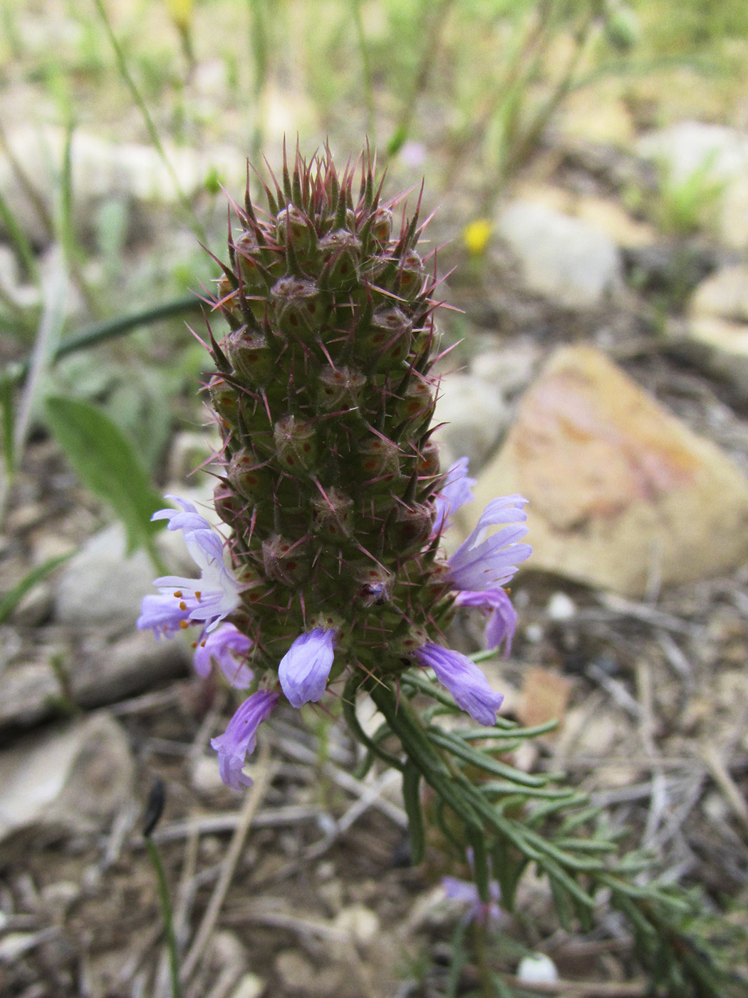 Image of Coris monspeliensis specimen.