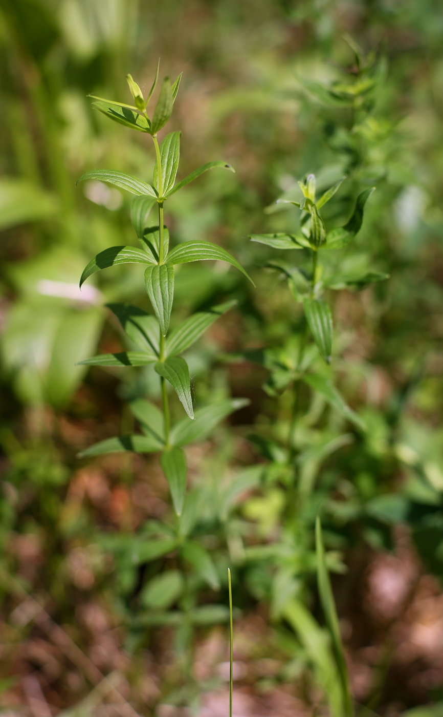 Image of Galium boreale specimen.