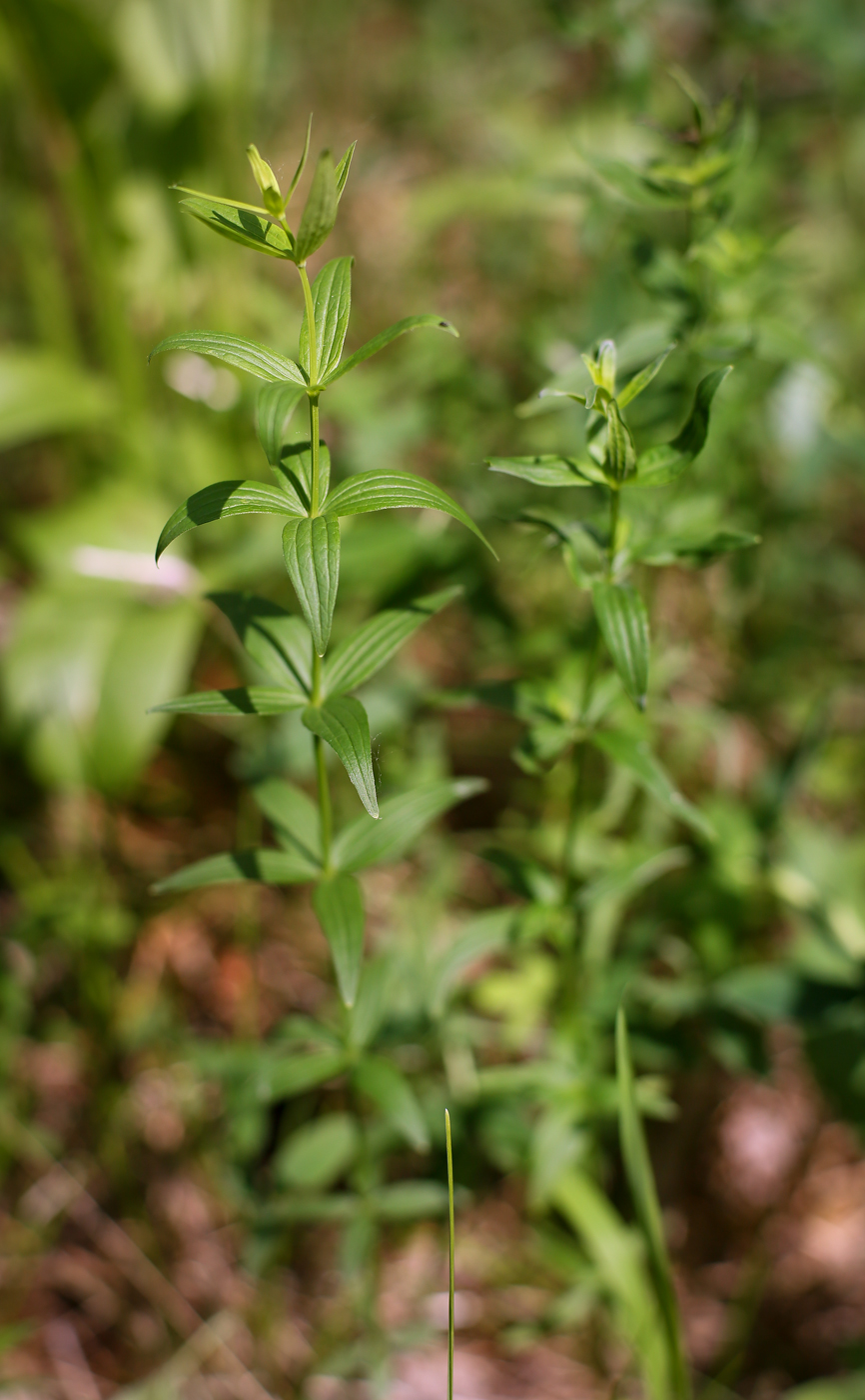 Изображение особи Galium boreale.