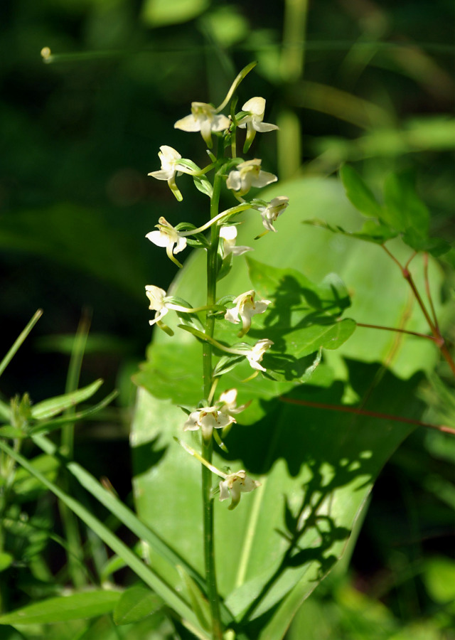 Изображение особи Platanthera chlorantha.