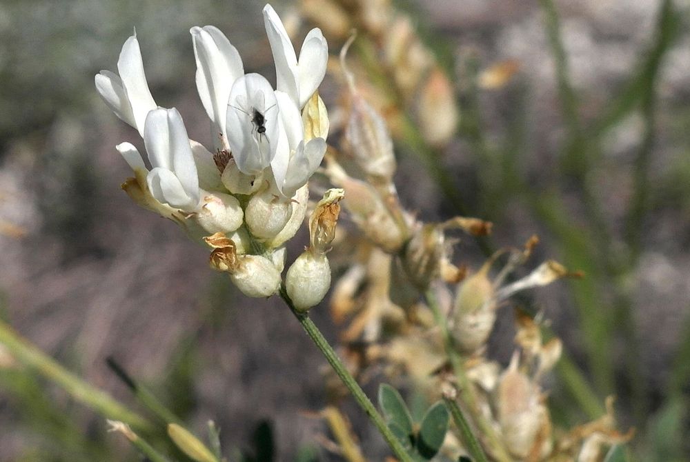 Image of Astragalus albicaulis specimen.