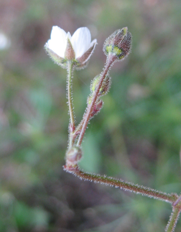 Image of Spergula arvensis specimen.