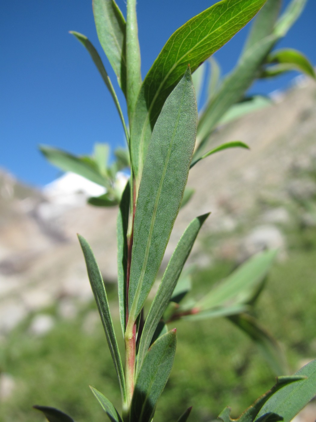 Изображение особи Salix caspica.