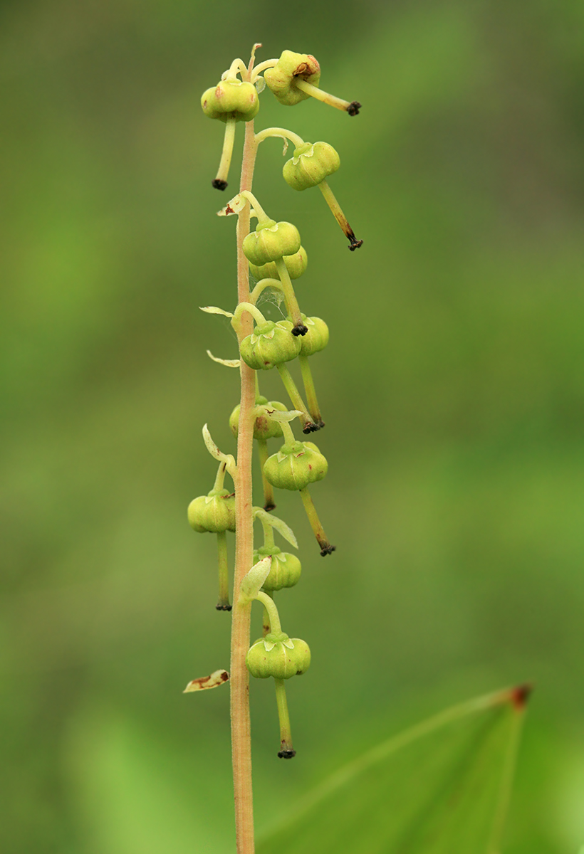 Изображение особи Orthilia secunda.