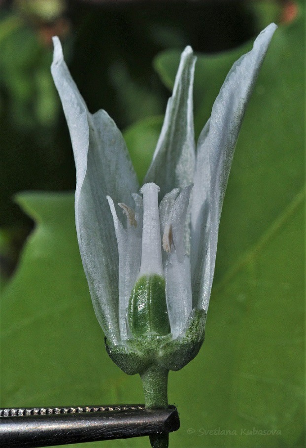 Изображение особи Ornithogalum nutans.