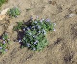 Matthiola tricuspidata