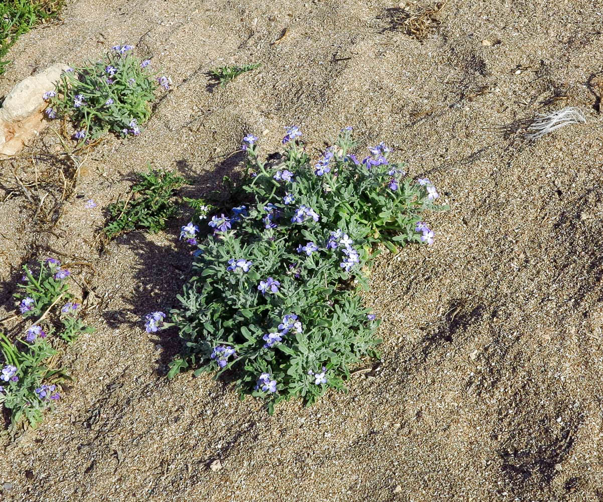 Image of Matthiola tricuspidata specimen.