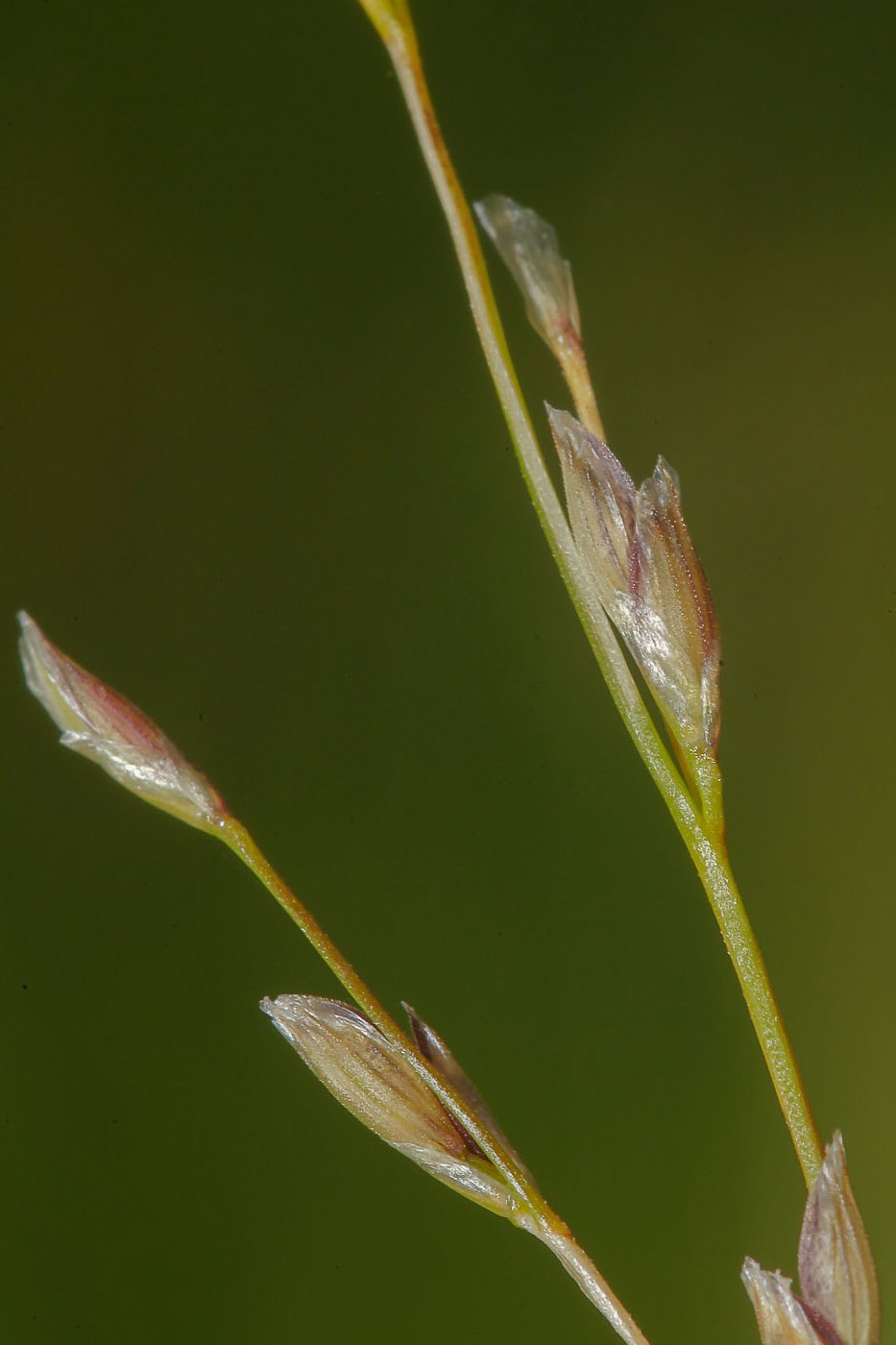 Image of Glyceria notata specimen.