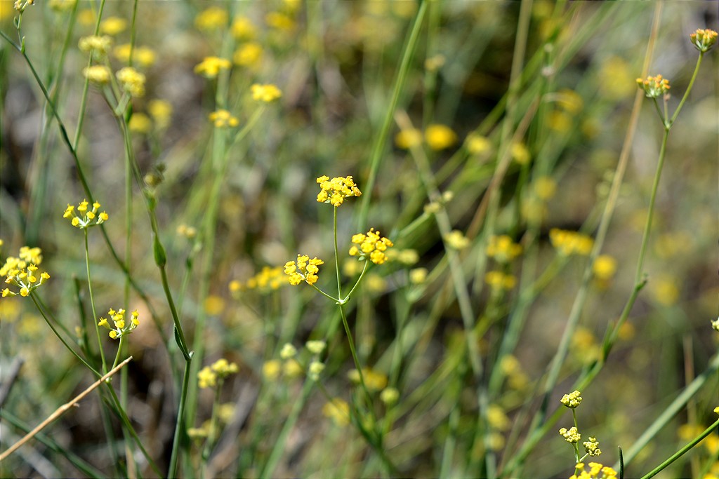 Image of Bupleurum exaltatum specimen.