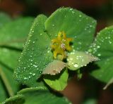 Euphorbia savaryi