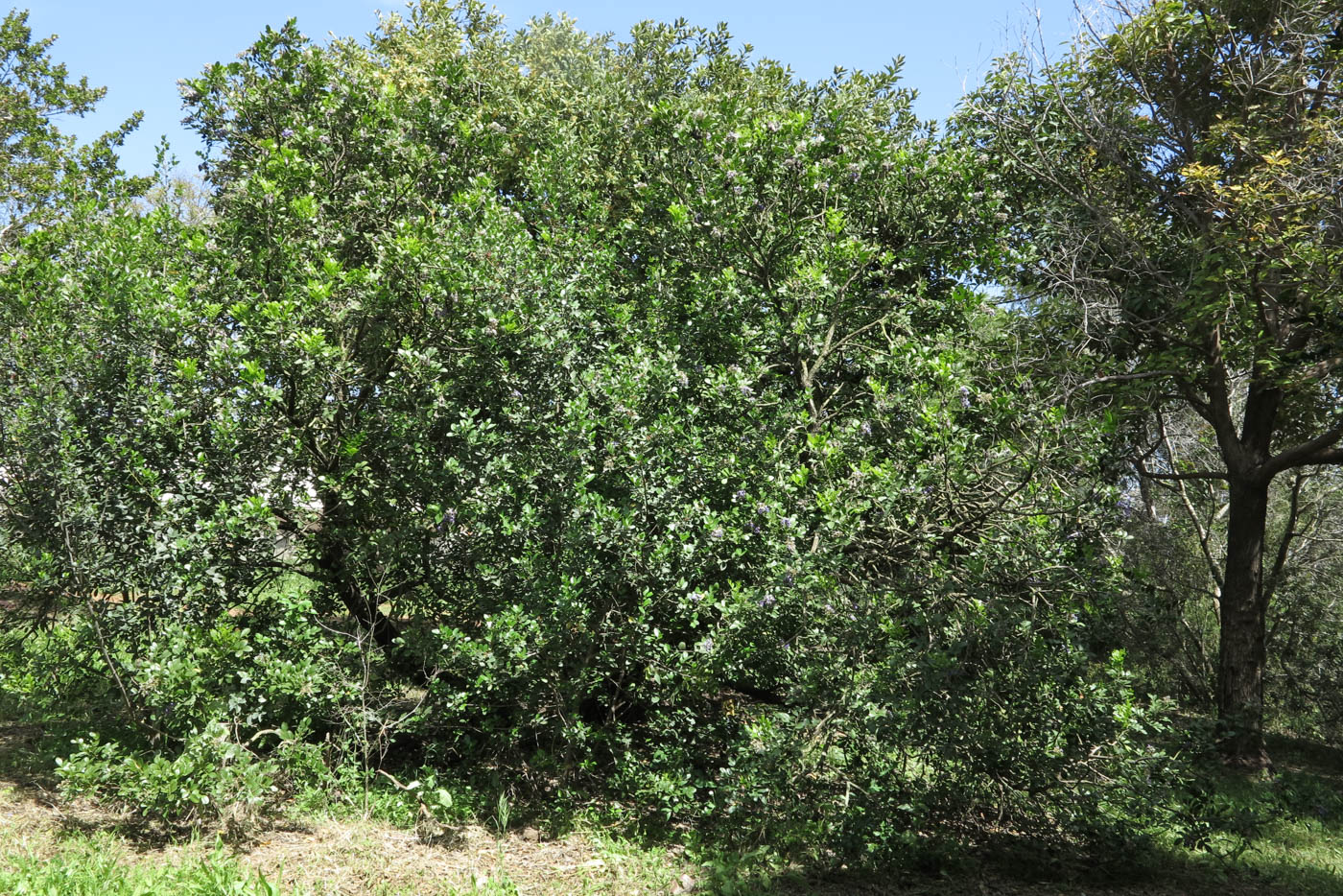 Image of Sophora secundiflora specimen.
