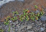 Salix herbacea