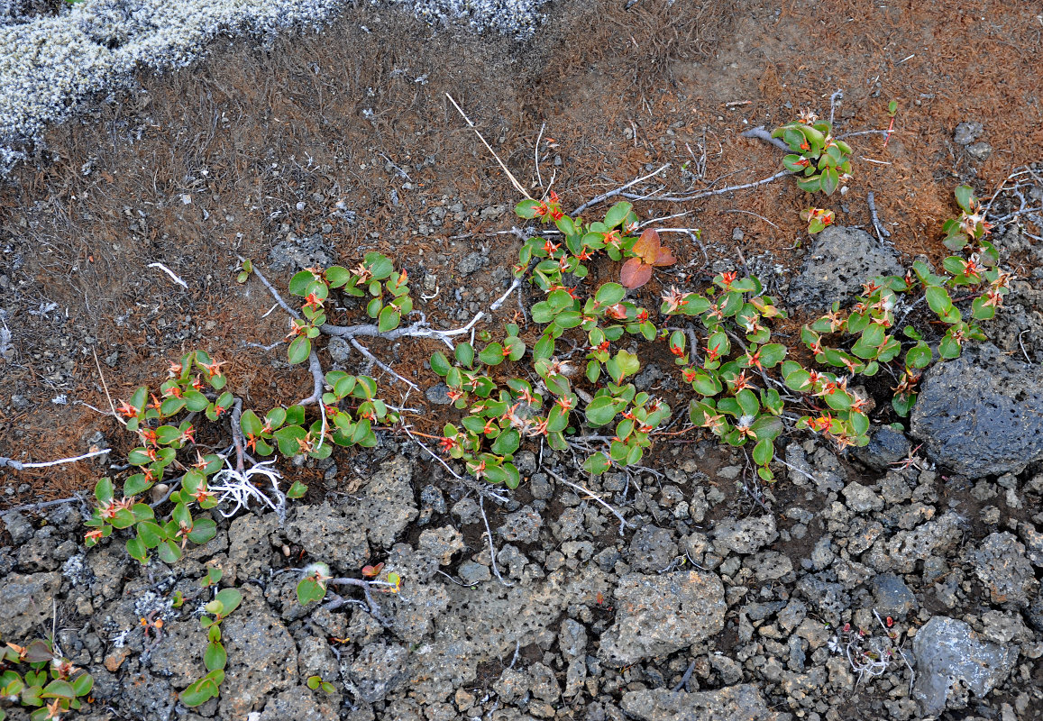 Image of Salix herbacea specimen.