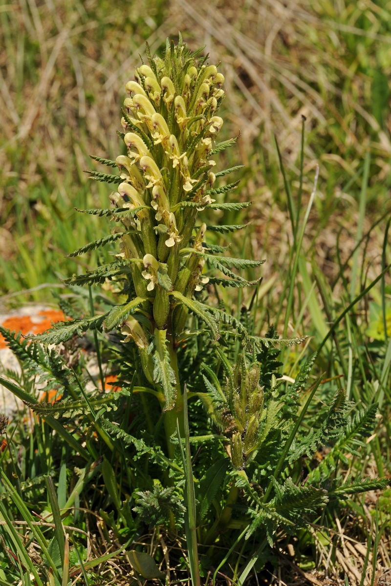 Изображение особи Pedicularis pubiflora.