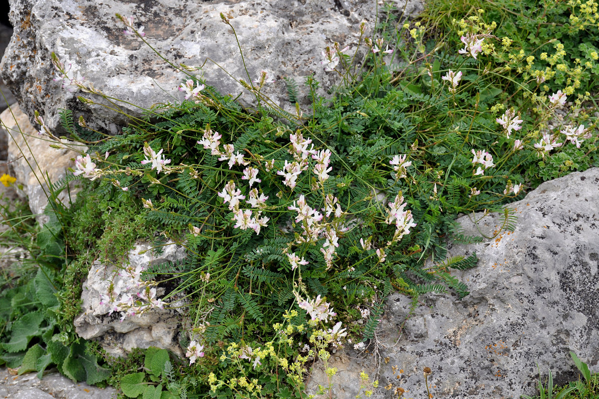 Image of Onobrychis petraea specimen.