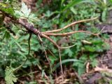 Geranium sibiricum. Нижняя часть растения, вытащенного из почвы. Амурская обл., Бурейский р-н, с. Виноградовка, огород. 23.07.2016.