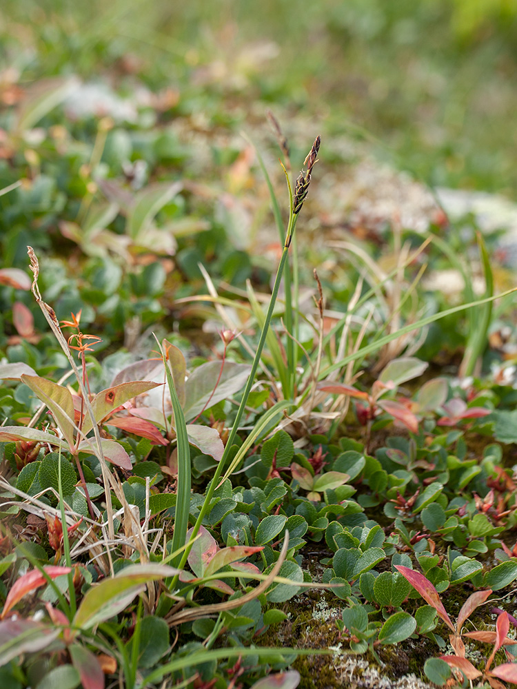 Изображение особи Carex bigelowii.