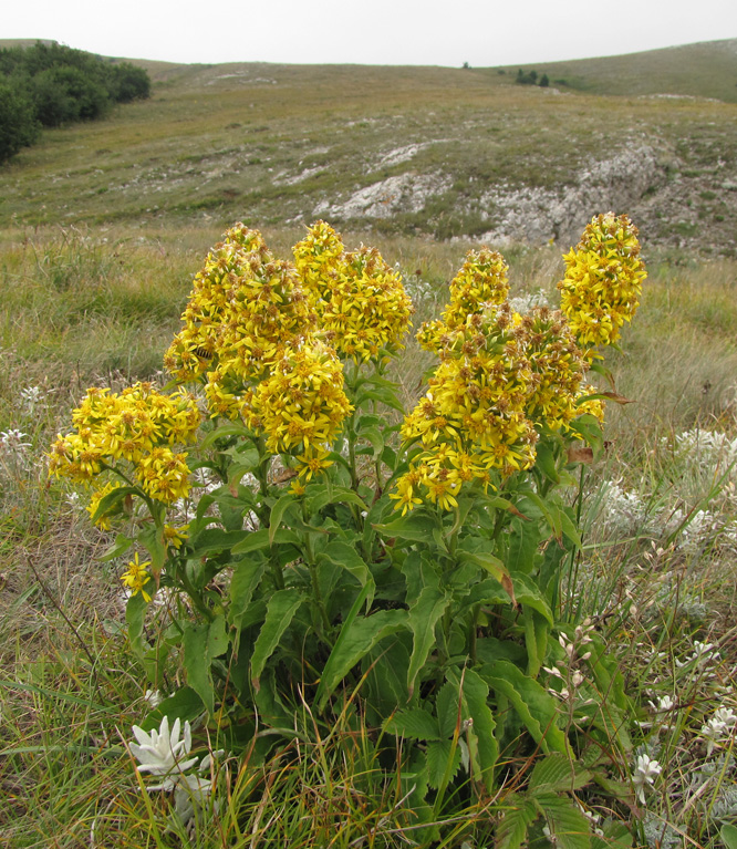 Image of Solidago virgaurea ssp. jailarum specimen.