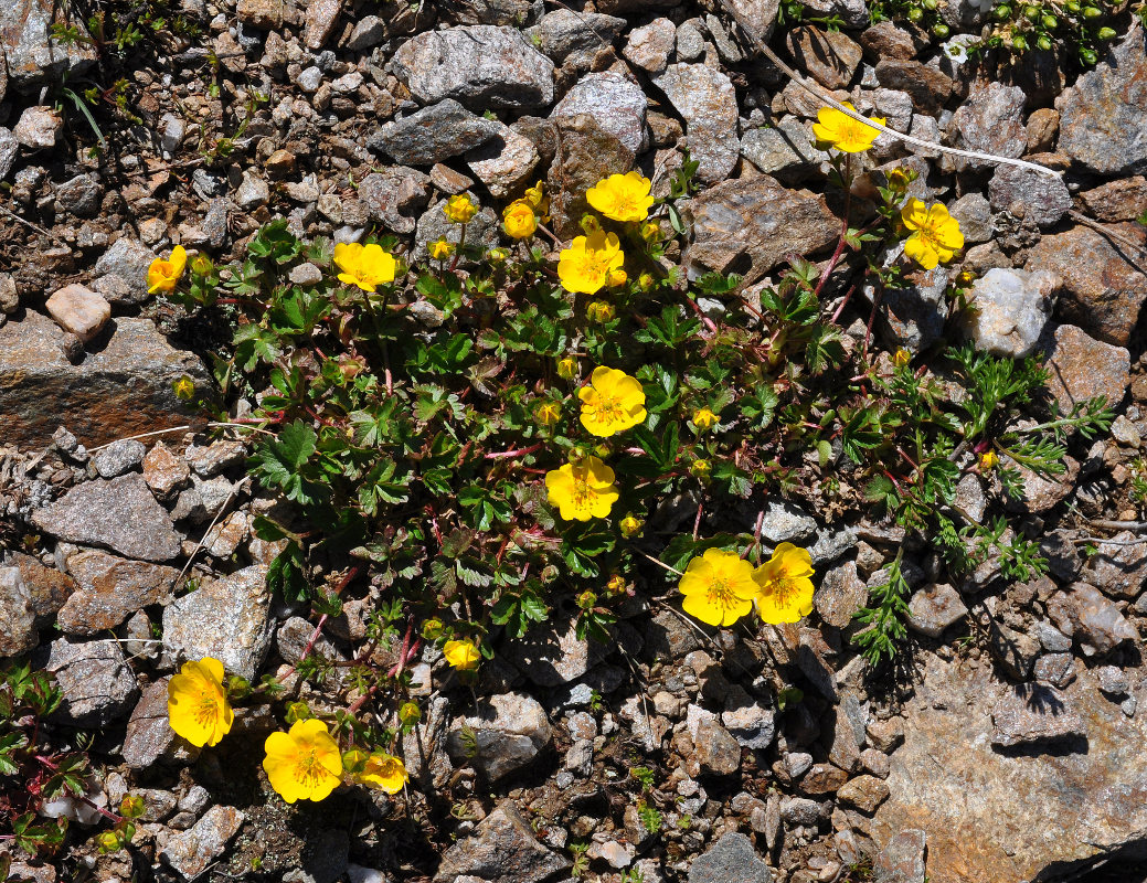 Image of Potentilla gelida specimen.