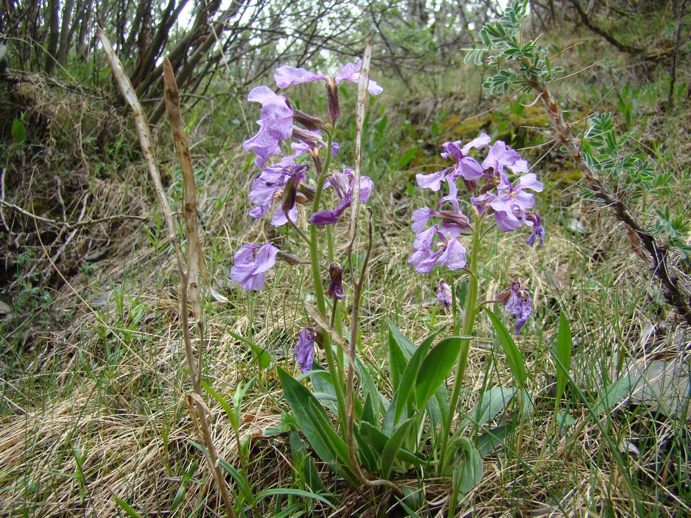 Image of Parrya lancifolia specimen.